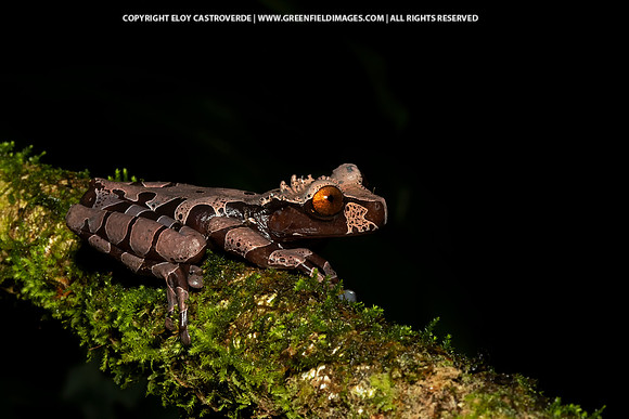 Coronated Tree Frog