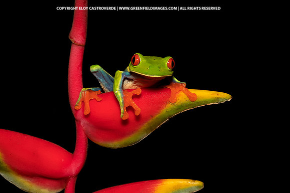 Red-eyed Tree Frog
