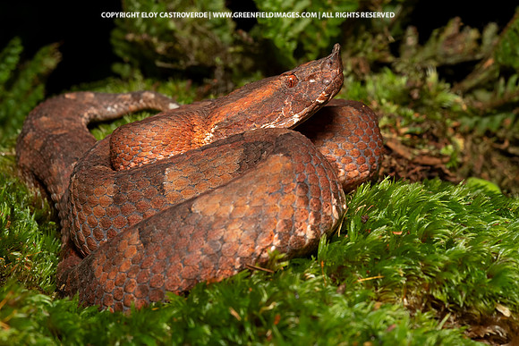 Hognose Pitviper