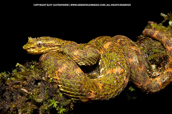 Eyelash Viper