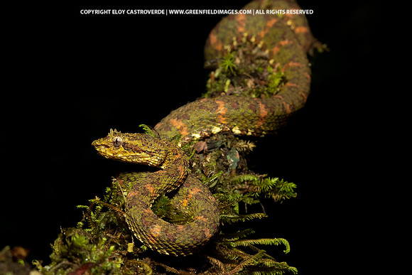 Eyelash Viper