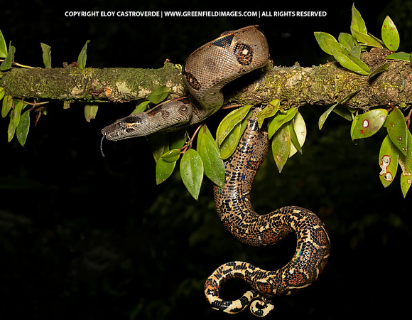 Boa Constrictor