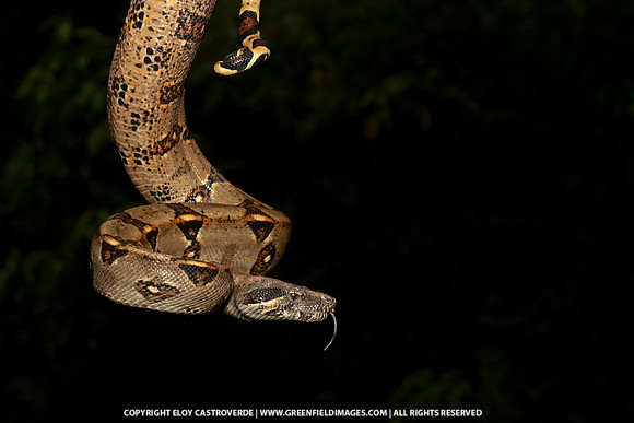 Boa Constrictor