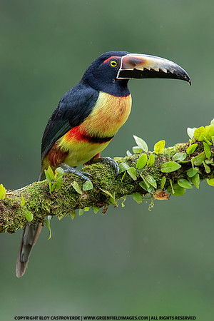 Collard Aracari