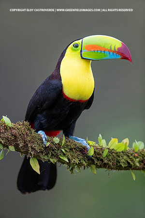 Keel-billed Toucan