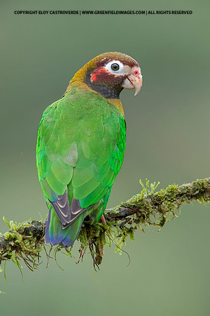 Brown-hooded Parrot