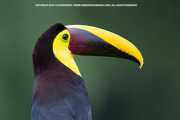 Black-mandibled Toucan