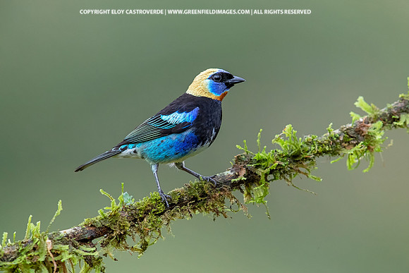Golden-hooded Tanager