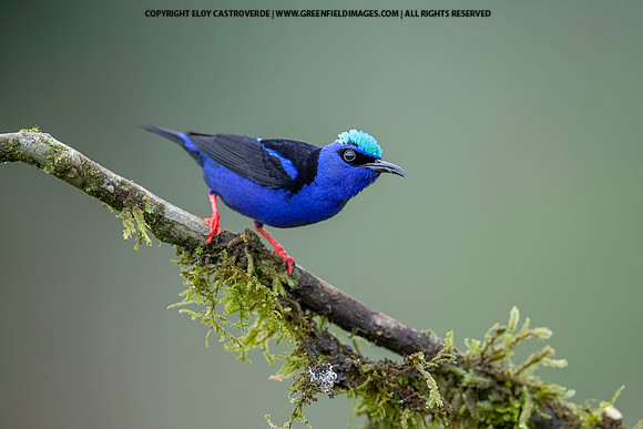 Red-legged Honeycreeper