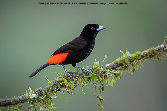 Passerini's Tanager (male)