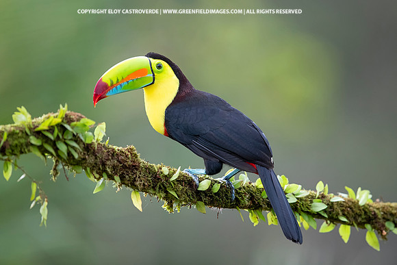 Keel-billed Toucan