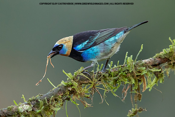 Golden-hooded Tanager