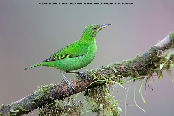 Green Honeycreeper (female)