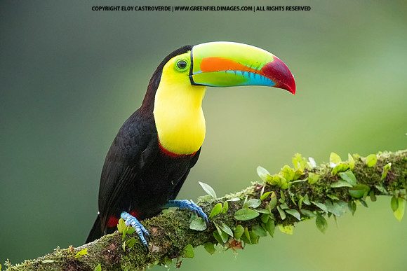 Keel-billed Toucan