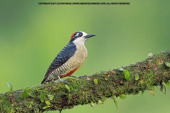 Black-cheeked Woodpecker