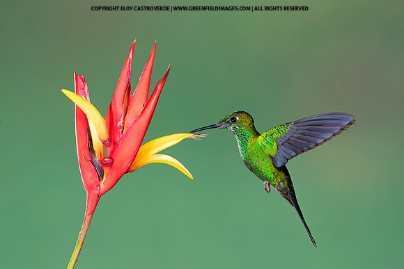 Green-crowned Brilliant Hummingbird