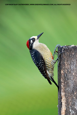 Black-cheeked Woodpecker