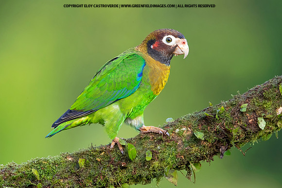 Brown-hooded Parrot