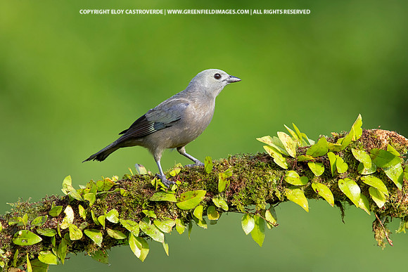 Plain-colored Tanager