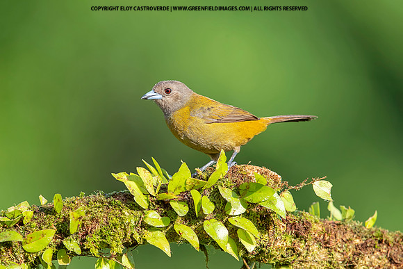 Passerini's Tanager (female)