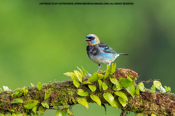 Golden-hooded Tanager