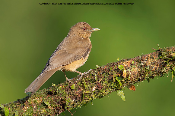 Clay-colored Thrush