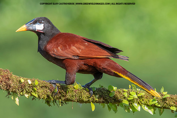 Montezuma Oropendula
