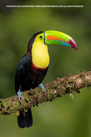Keel-billed Toucan