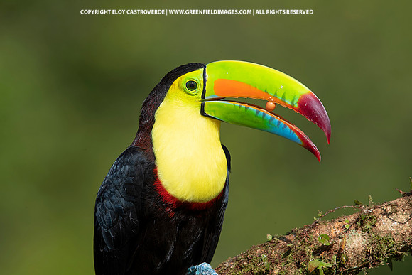 Keel-billed Toucan
