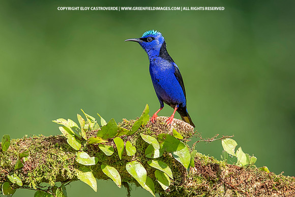 Red-legged Honeycreeper