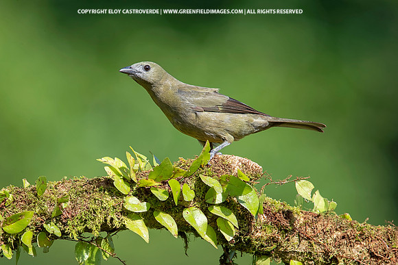 Palm Tanager