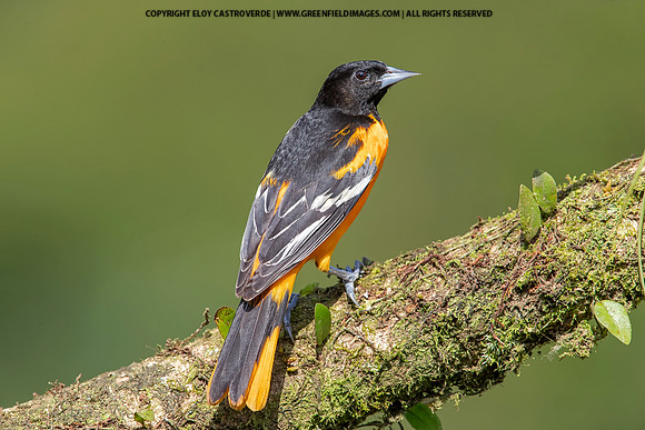 Baltimore Oriole