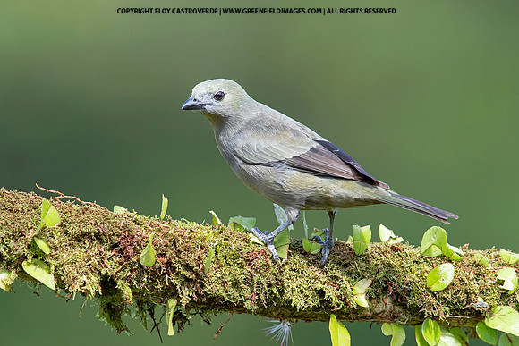 Palm Tanager
