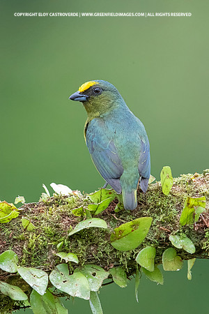 Olive-backed Euphonia