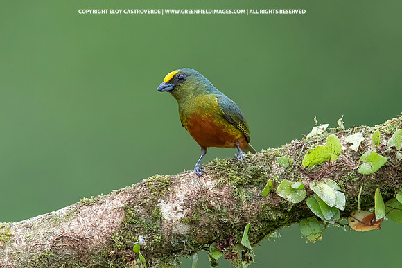 Olive-backed Euphonia