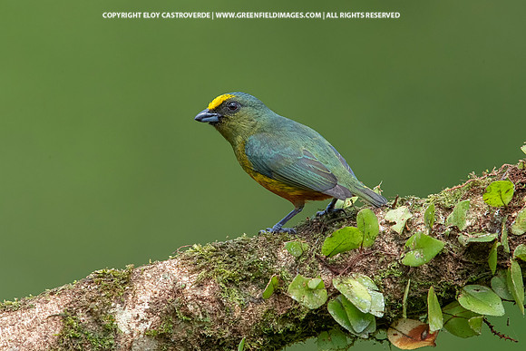 Olive-backed Euphonia