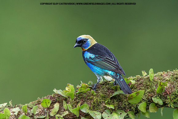 Golden-hooded Tanager