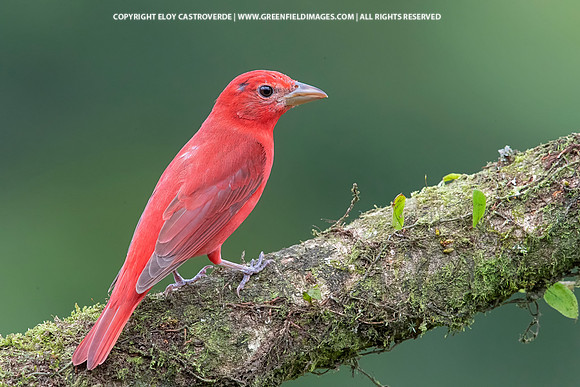 Summer Tanager (male)
