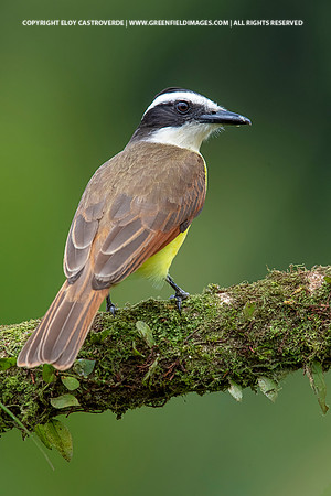 Great Kiskadee