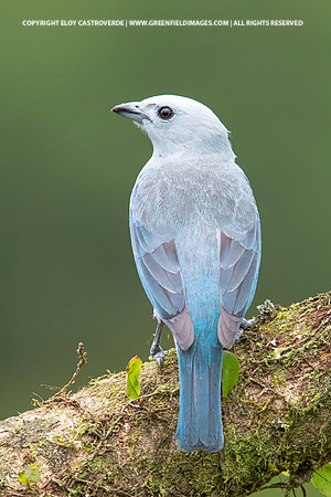 Blue-grey Tanager
