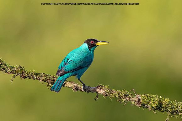 Green Honeycreeper