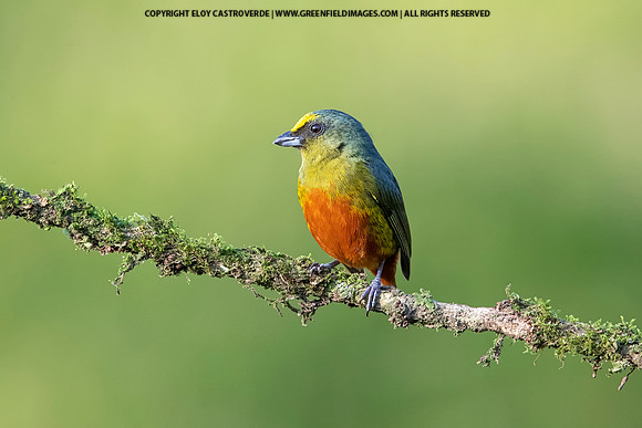 Olive-backed Euphonia