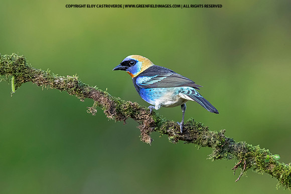 Golden-hooded Tanager