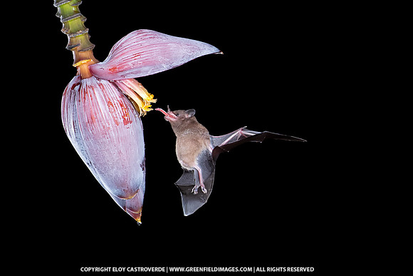 Orange Nectar Bat
