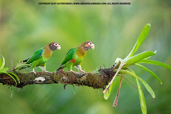 Brown-hooded Parrots