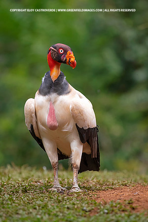 King Vulture