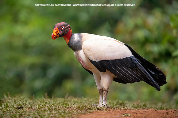 King Vulture