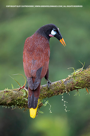 Montezuma Oropendula