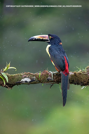 Collard Aracari
