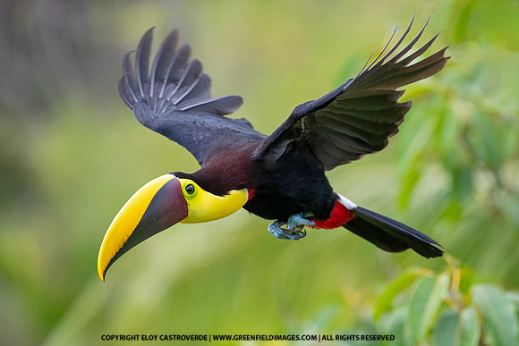 Black-mandibled Toucan